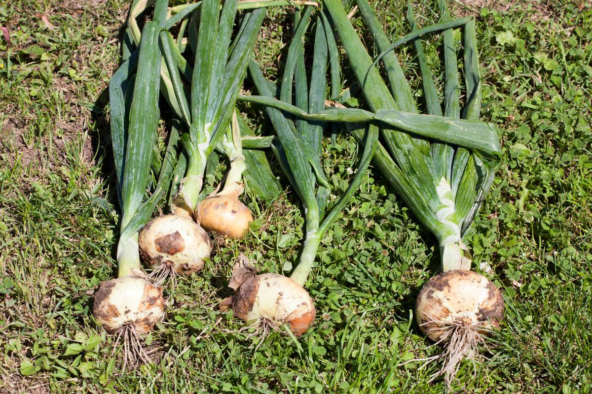Troubleshooting Onions Not Forming Bulbs The Seed Collection